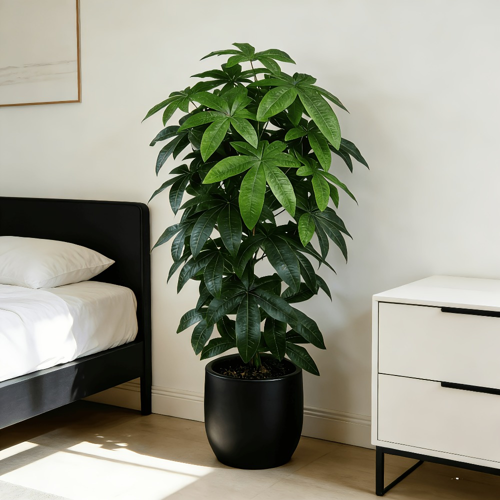 Fiddle Leaf Fig - ต้นไม้เงินประดิษฐ์พัชรีรา อควาติก้า พร้อมคุณสมบัติทางวิทยาศาสตร์ของต้นไม้แห่งความสงบสุข ที่มีกิ่งก้านสีเขียวและใบไม้สีสันสดใส