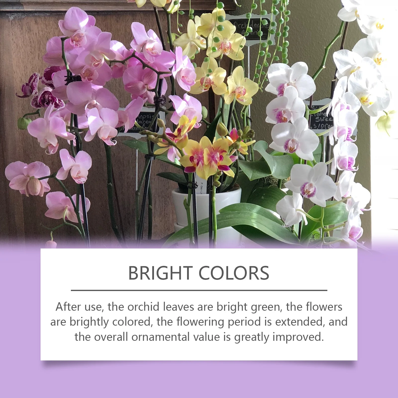 สารกระตุ้นการเจริญเติบโตของต้น - Plant Pot บทวิจารณ์และราคา