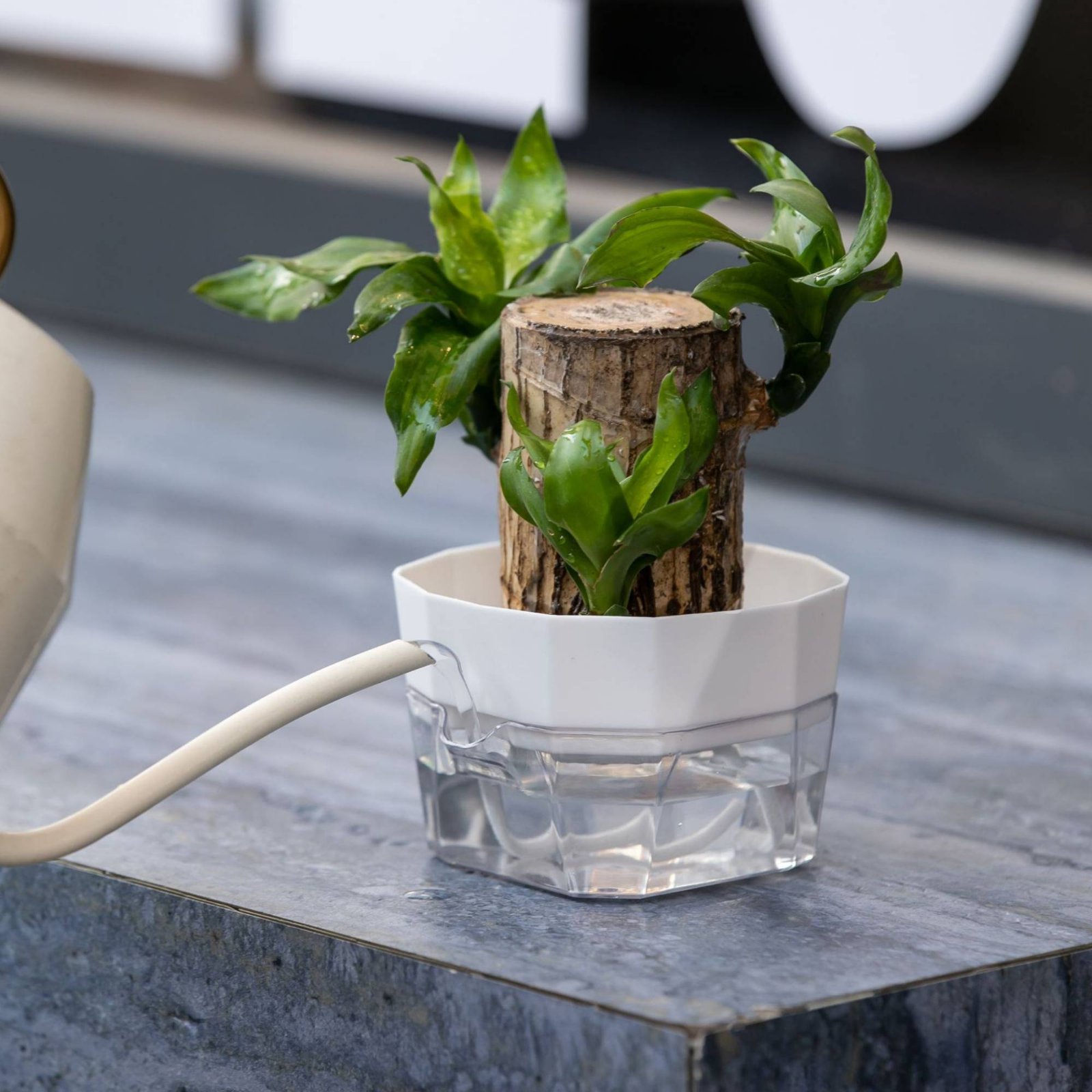 แจกันปลูกพืชแบบไฮโดรโปนิกส์ 2  - Plant Pot บทวิจารณ์และราคา