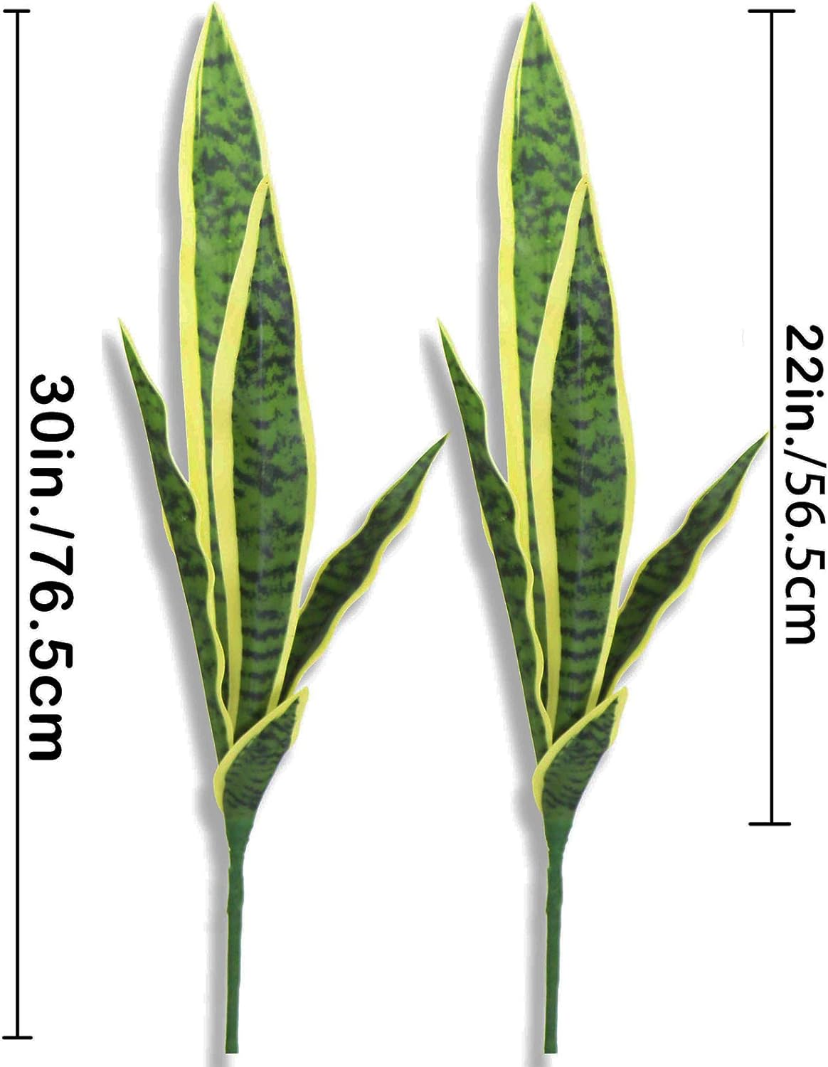 ต้น Sansevieria เทียมงูปลอม4ชิ - Snake Plant บทวิจารณ์และราคา