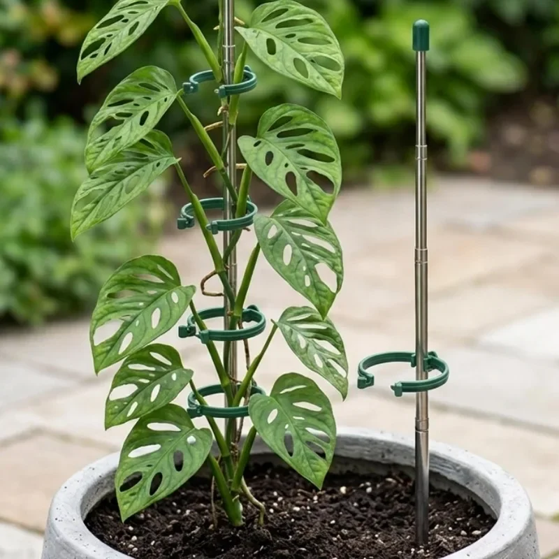 วงแหวนรองรับต้นไม้แบบยืดหดได้  - Plant Support Stake บทวิจารณ์และราคา
