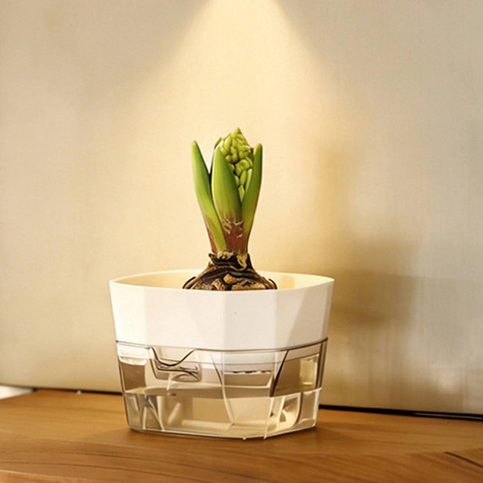 แจกันปลูกพืชแบบไฮโดรโปนิกส์สอง - Indoor Plants บทวิจารณ์และราคา