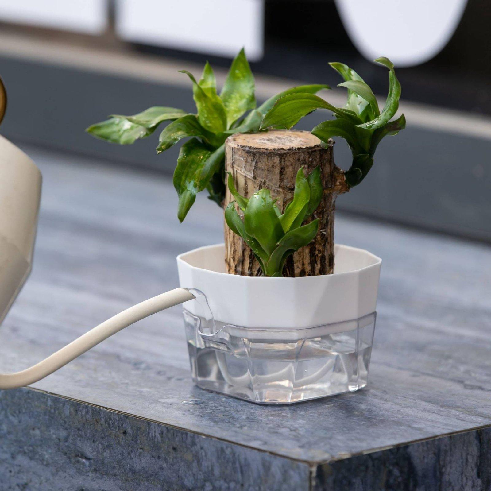 แจกันปลูกพืชแบบไฮโดรโปนิกส์สอง - Indoor Plants บทวิจารณ์และราคา