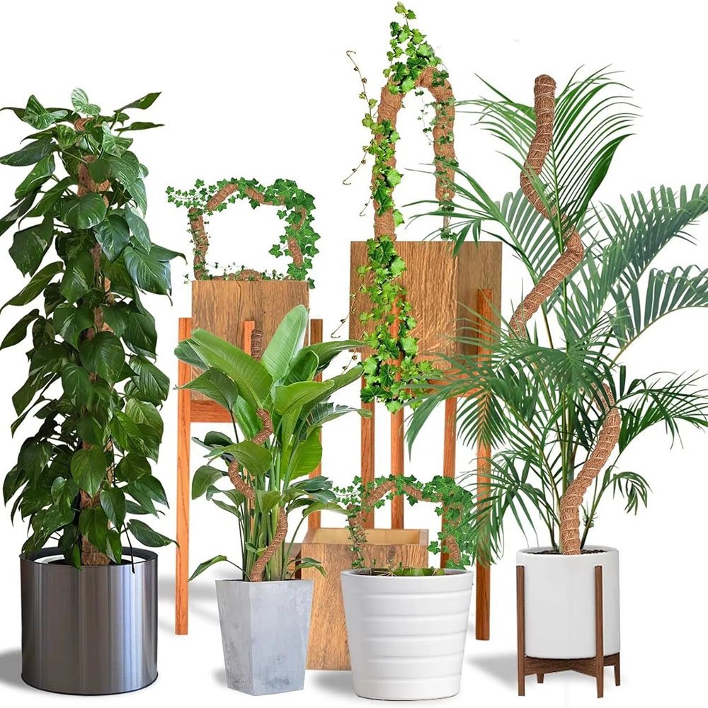 ไม้ค้ำยันต้นมะพร้าวสำหรับปลูกใ - Pothos บทวิจารณ์และราคา