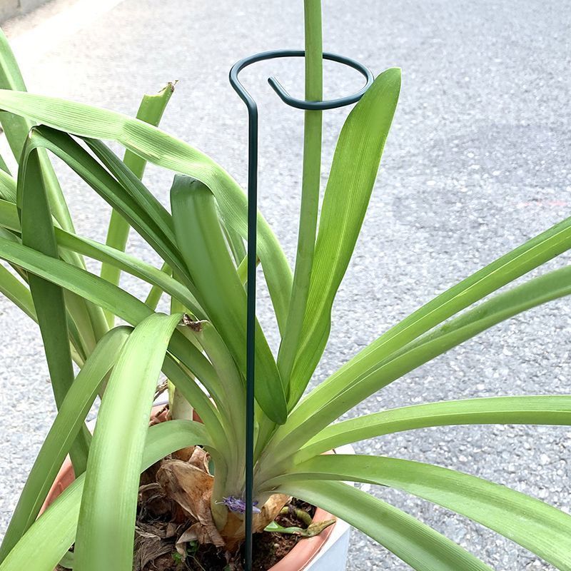1-10pcs โลหะ SINGLE Stem พืชไม - Plant Support Stake บทวิจารณ์และราคา