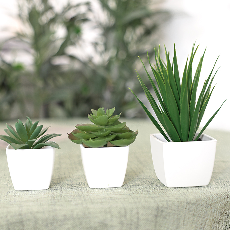พืชบอนไซเอเวอร์กรีนเทียม3ชิ้นเ - Succulent Set บทวิจารณ์และราคา