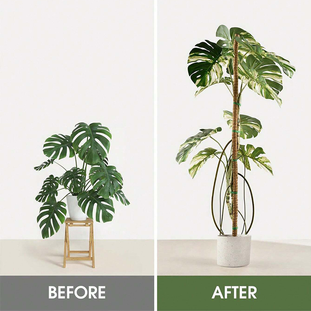 เสาไม้สำหรับพืช ไม้ค้ำยันสำหรั - Plant Support Stake บทวิจารณ์และราคา