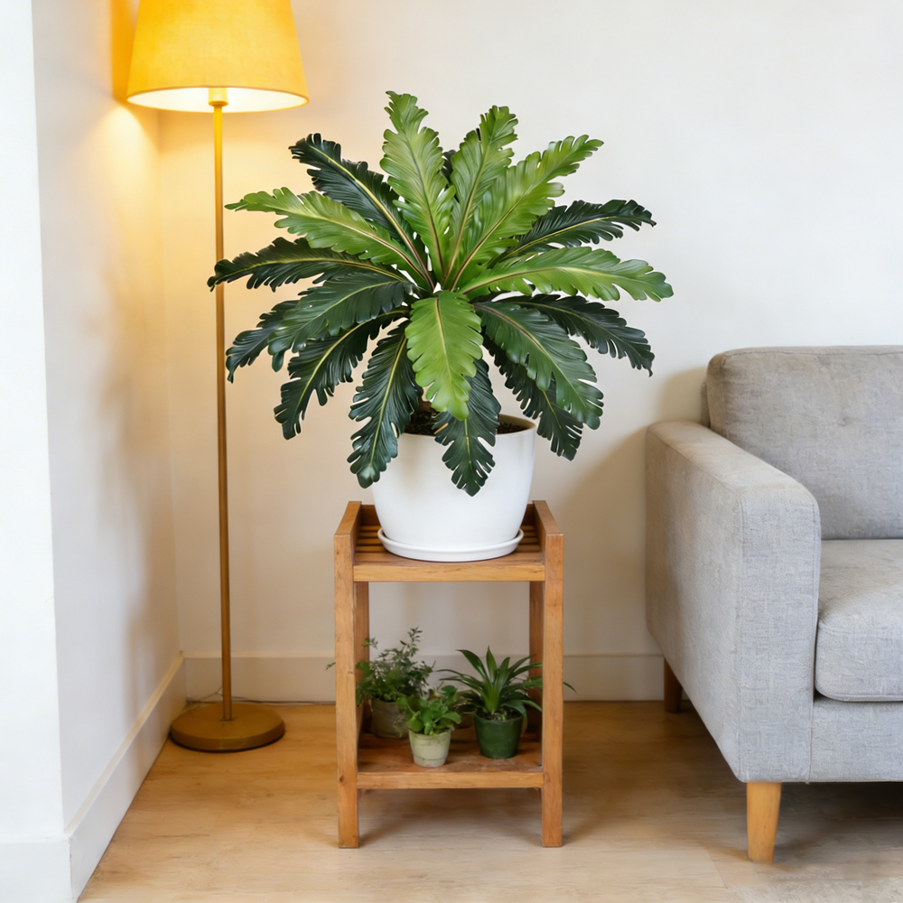 ใบเฟิร์นปลอมแบบทรอปิคอล ขนาด 4 - Snake Plant บทวิจารณ์และราคา