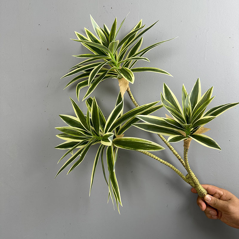 ต้นไม้ประดิษฐ์ 3 หัว ดอกลิลลี่ - Snake Plant บทวิจารณ์และราคา